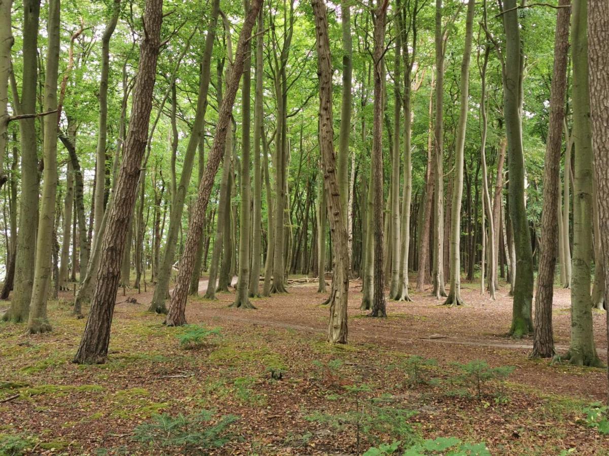 Ferienhaeuschen Kuestenwald Bei Warnemuende, Eigener Garten, Terrasse Mit Strandkorb, 400M Zum Strand Diedrichshagen  Buitenkant foto